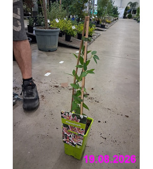 Clematis 'Andromeda' RP 1,6 L